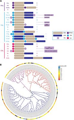 Genome-Wide Analysis of NBS-LRR Genes From an Early-Diverging Angiosperm Euryale ferox